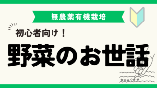 初心者向け！野菜を植えた後に行うべきお世話と観察ポイント 